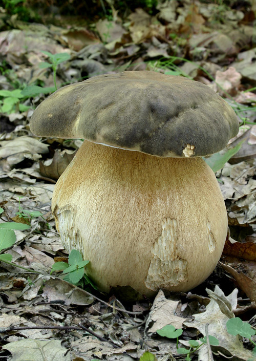 hríb bronzový Boletus aereus Bull. ex Fr.