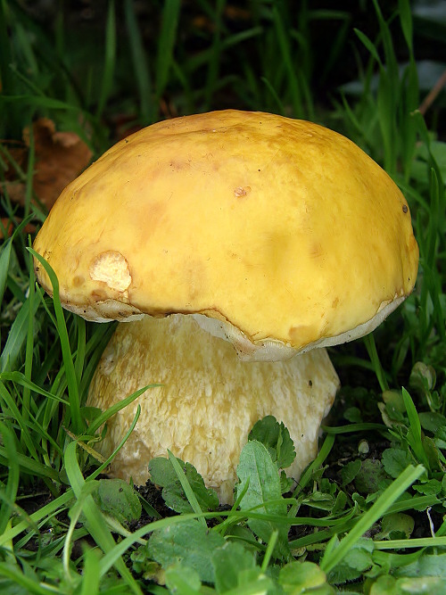 hríb smrekový citronový Boletus edulis var. citrinus