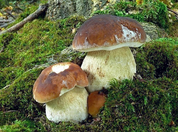 hríb smrekový Boletus edulis Bull.