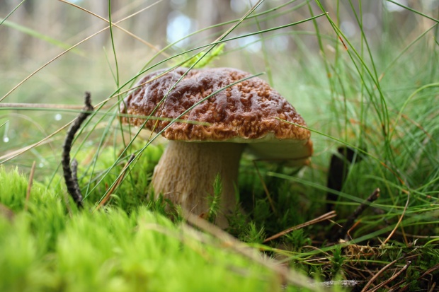 hríb smrekový Boletus edulis Bull.