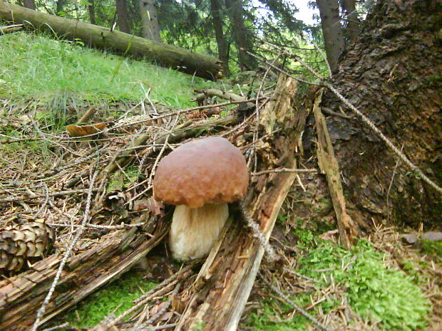 hríb smrekový Boletus edulis Bull.