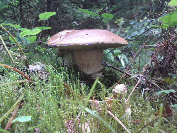 hríb smrekový Boletus edulis Bull.