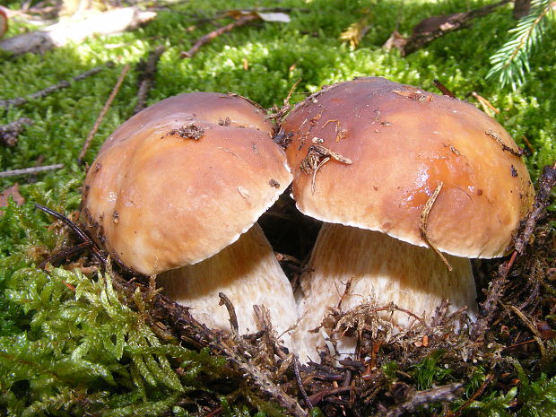 hríb smrekový Boletus edulis Bull.