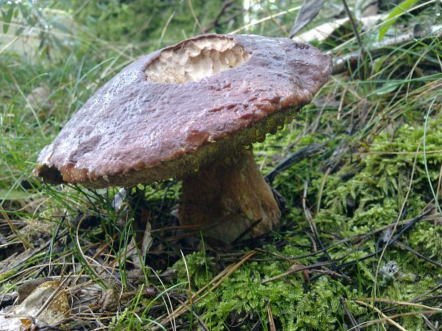 hríb sosnový Boletus pinophilus Pil. et Dermek in Pil.