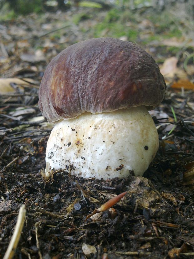 hríb sosnový Boletus pinophilus Pil. et Dermek in Pil.