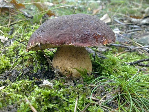 hríb sosnový Boletus pinophilus Pil. et Dermek in Pil.