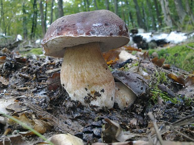 hríb sosnový Boletus pinophilus Pil. et Dermek in Pil.