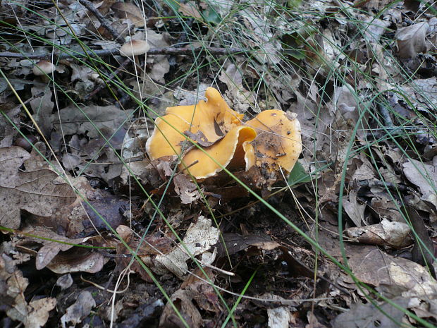 kuriatko Cantharellus sp.