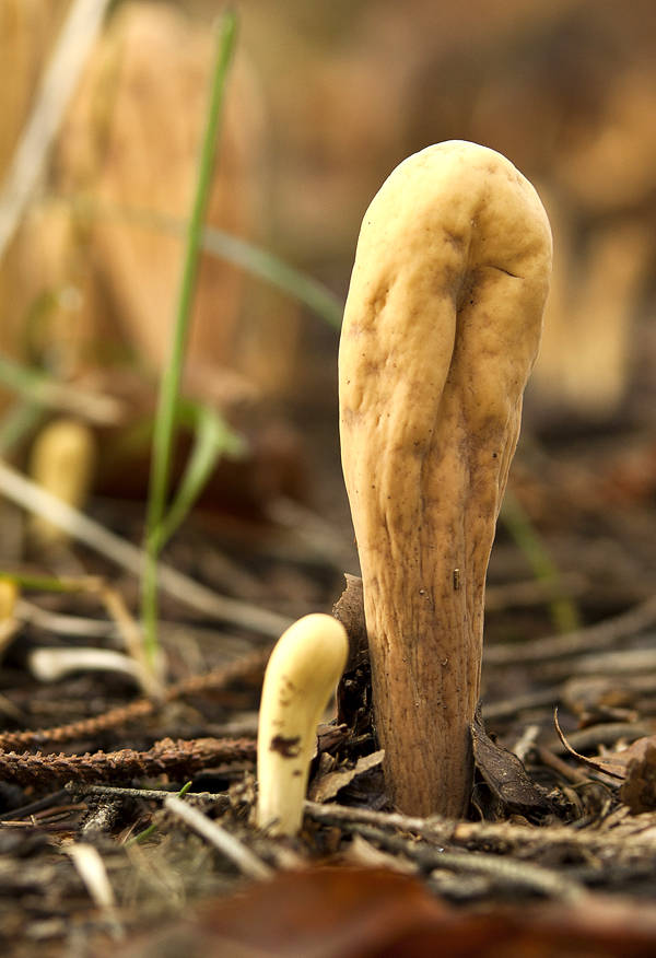 kyjak obrovský Clavariadelphus pistillaris (Fr.) Donk