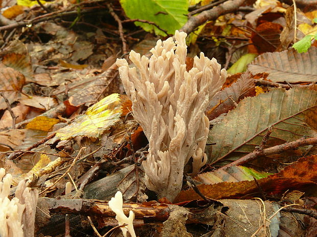 konárovka Clavulina sp.