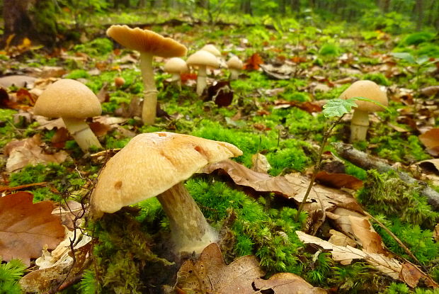 pavučinovec inovaťový Cortinarius caperatus (Pers.) Fr.