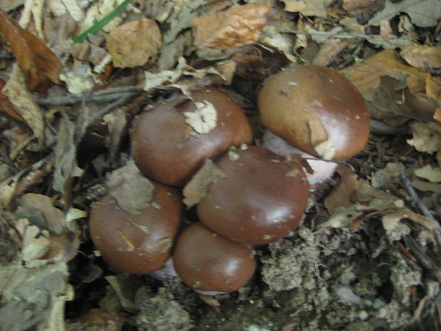 pavučinovec anízový Cortinarius odorifer Britzelm.