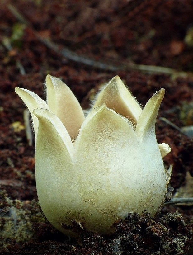 hviezdovka strapkatá Geastrum fimbriatum Fr.