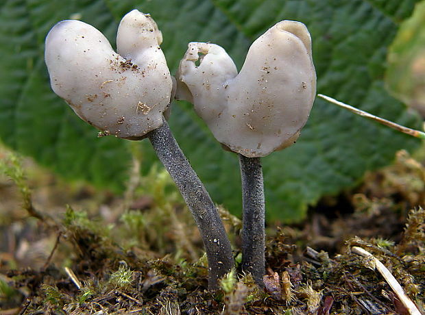 chriapač čierny Helvella atra J. König