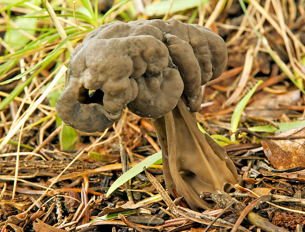 chriapač jamkatý Helvella lacunosa Afzel.