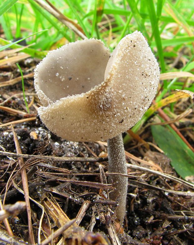 chriapač Helvella sp.