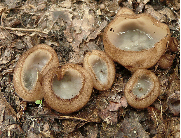 humária polguľovitá Humaria hemisphaerica (F.H. Wigg.) Fuckel