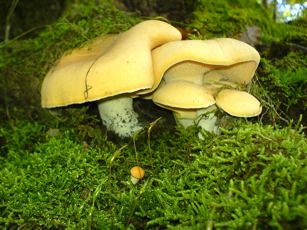 jelenka poprehýbaná Hydnum repandum L.