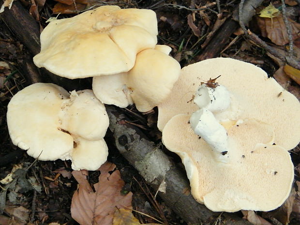 jelenka poprehýbaná Hydnum repandum L.