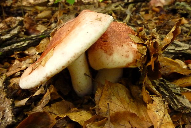 šťavnačka plávkovitá Hygrophorus russula (Schaeff.) Kauffman