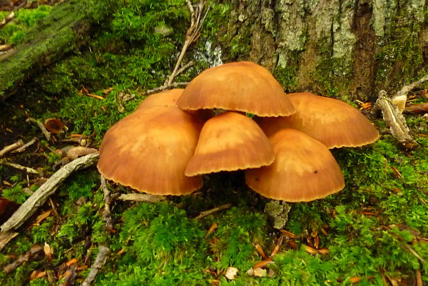 šupinačka menlivá Kuehneromyces mutabilis (Schaeff.) Singer & A.H. Sm.