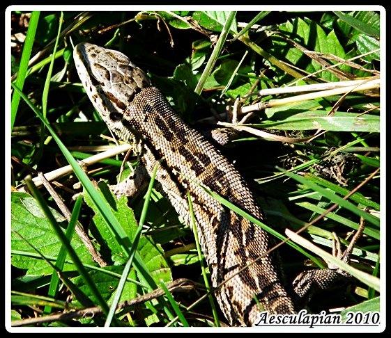 jašterica krátkohlavá Lacerta agilis