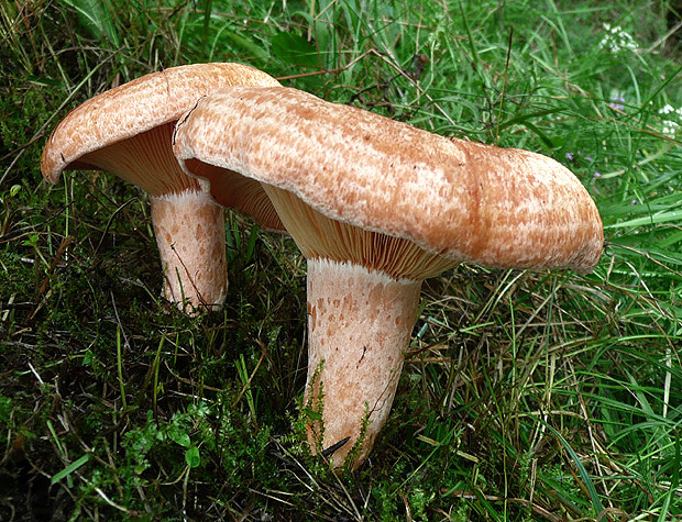 rýdzik pravý Lactarius deliciosus (L.) Gray