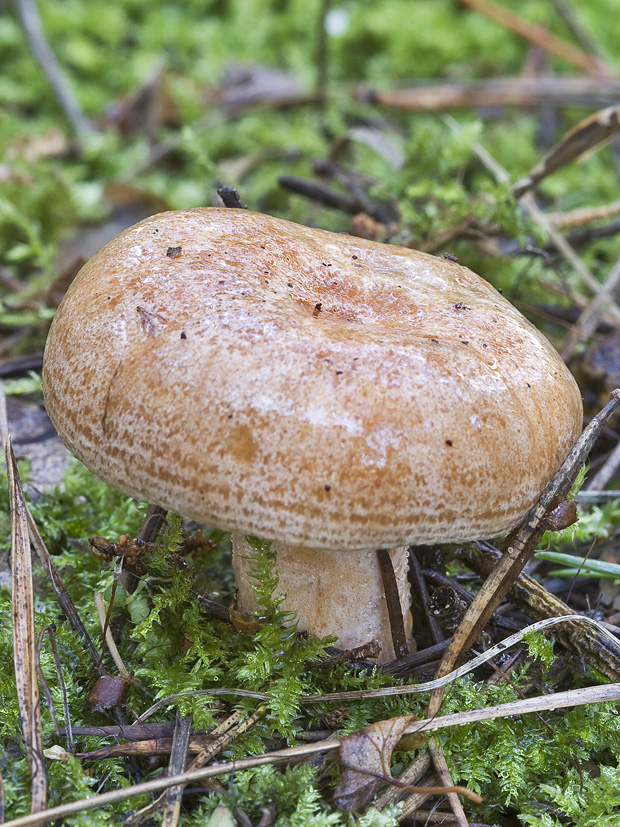 rýdzik Lactarius sp.