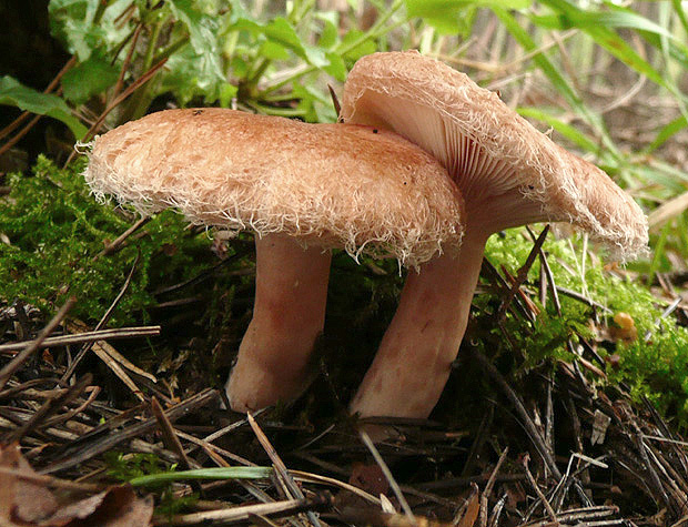 rýdzik kravský Lactarius torminosus (Schaeff.) Gray