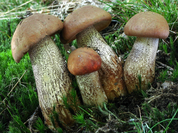 kozák dubový Leccinum aurantiacum (Bull.) Gray