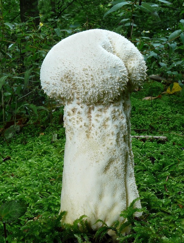 rozpadavec stopkatý Lycoperdon excipuliforme (Scop.) Pers.