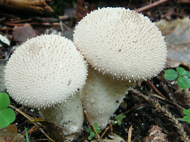 prášnica bradavičnatá Lycoperdon perlatum Pers.