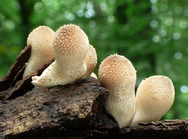 prášnica hruškovitá Lycoperdon pyriforme Schaeff.