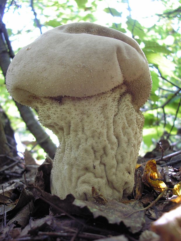 prášnica Lycoperdon sp.