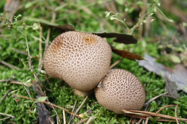 prášnica huňatá Lycoperdon umbrinum Hornem.