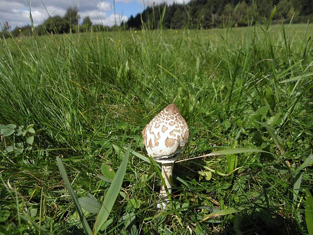 bedľa vysoká Macrolepiota procera  (Scop.) Singer