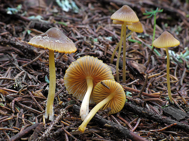 prilbička oranžovoobrúbená Mycena aurantiomarginata (Fr.) Quél.