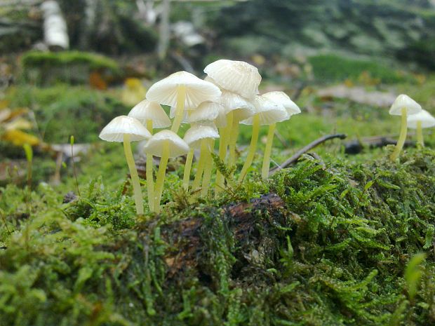 prilbička slizká Mycena epipterygia (Scop.) Gray