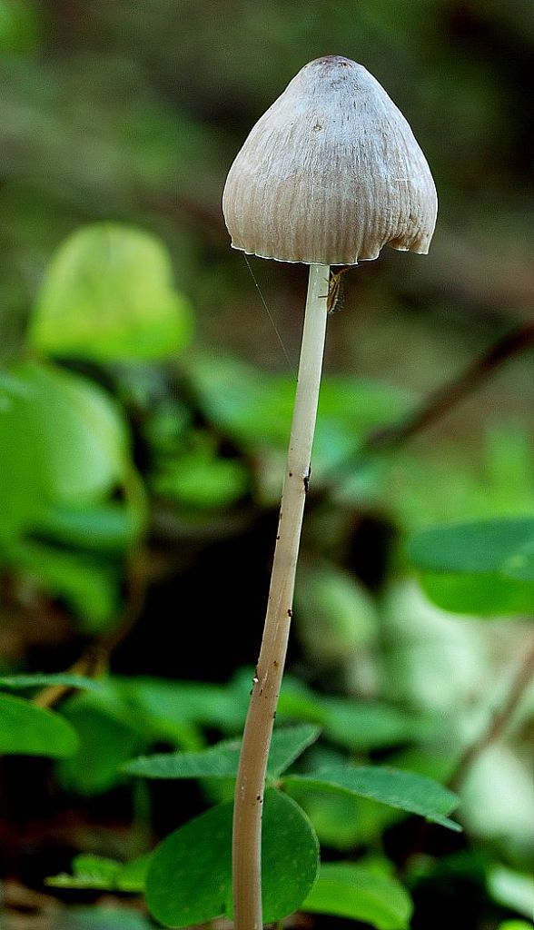 prilbička Mycena sp.