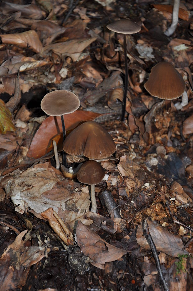 tanečnica cesnaková Mycetinis alliaceus (Jacq.) Earle ex A.W. Wilson & Desjardin