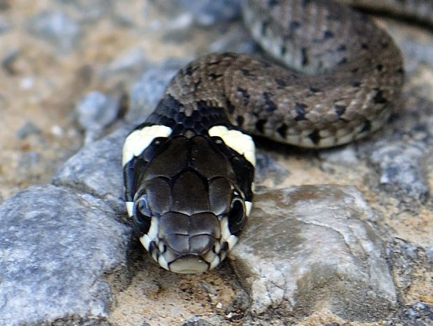 užovka obojková Natrix natrix