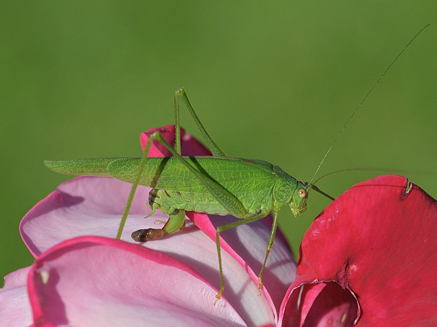 kobylka krovinová Phaneroptera falcata