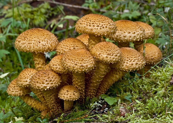 šupinovka šupinatá Pholiota squarrosa (Vahl) P. Kumm.