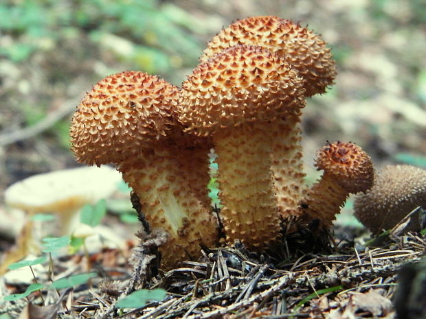 šupinovka šupinatá Pholiota squarrosa (Vahl) P. Kumm.