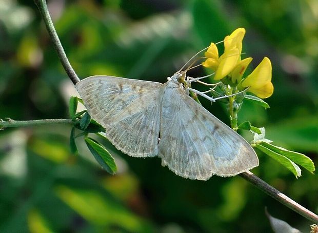 víjačka žihľavová Pleuroptya ruralis