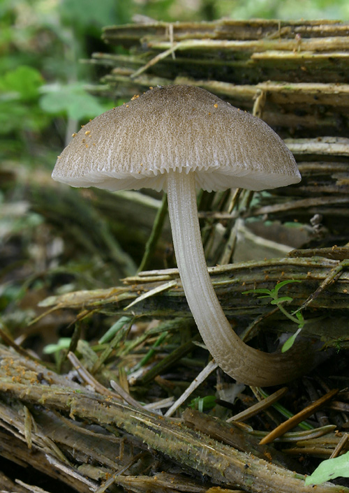 štítovka Pluteus granulatus Bres.