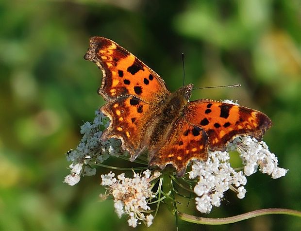 babôčka zubatokrídla Polygonia c-album