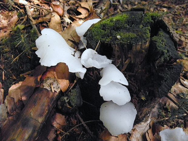 pajelenka želatínová Pseudohydnum gelatinosum (Scop.) P. Karst.