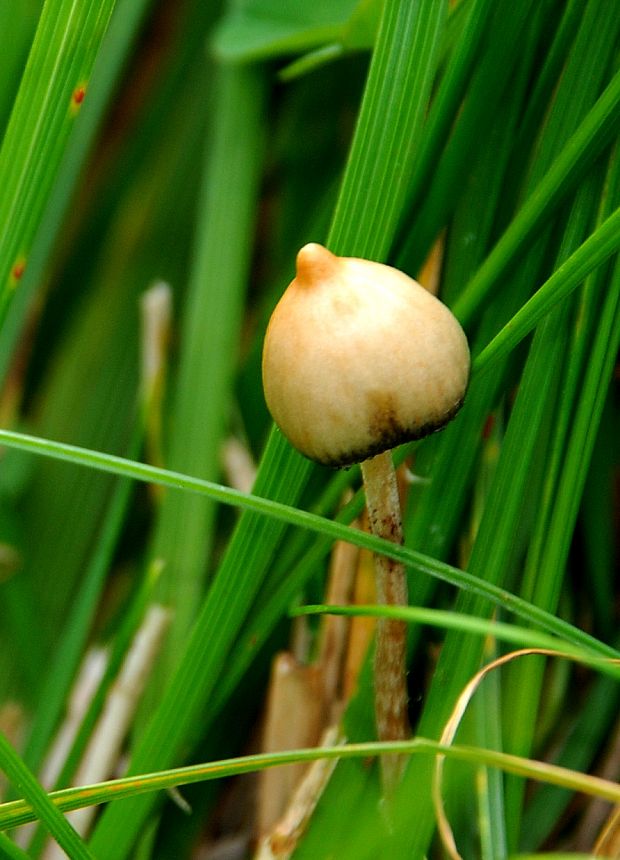 holohlavec končistý Psilocybe semilanceata (Fr.) P. Kumm.