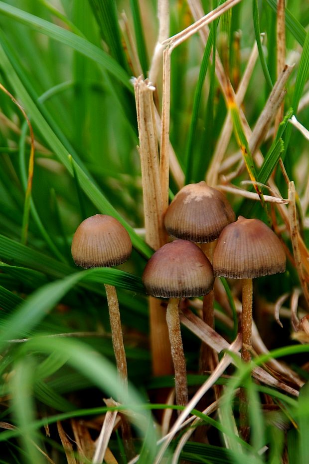 holohlavec končistý Psilocybe semilanceata (Fr.) P. Kumm.